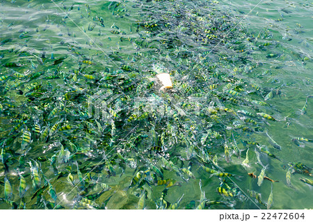 fishes in the sea of thailand, krabi sea fishes in the sea of thailand, krabi sea 22472604