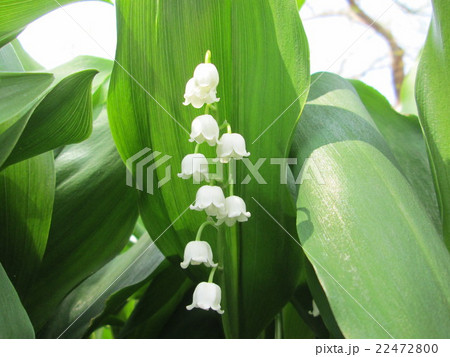 スズラン スズラン 22472800