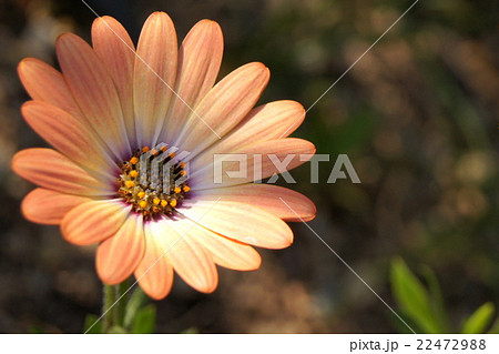 オステオスペルマム オステオスペルマム 22472988