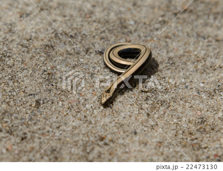 little gold slow worm little gold slow worm 22473130