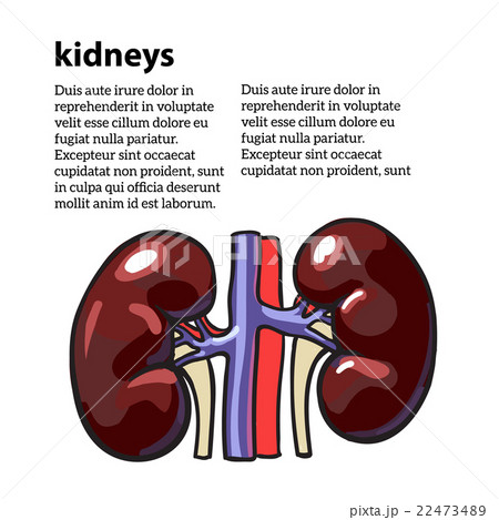 How to draw kidney step by step  how to draw kidney  pencil drawing   easy way to draw kidney  YouTube