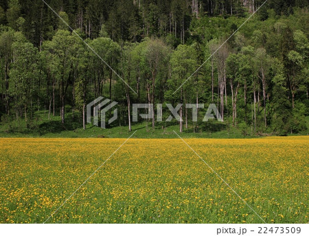 Bright yellow meadow full of wildflowers  22473509