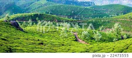 Panorama of green tea plantations on sunrise in 22473555