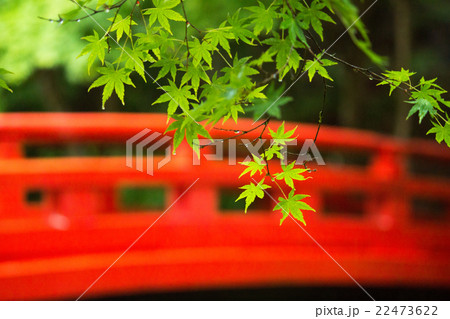 静岡県・森町・小國神社の新緑と紅い太鼓橋 22473622