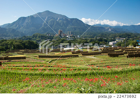 埼玉県横瀬町 秋の寺坂棚田と武甲山の写真素材