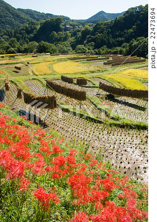 埼玉県横瀬町 秋の寺坂棚田とヒガンバナの写真素材