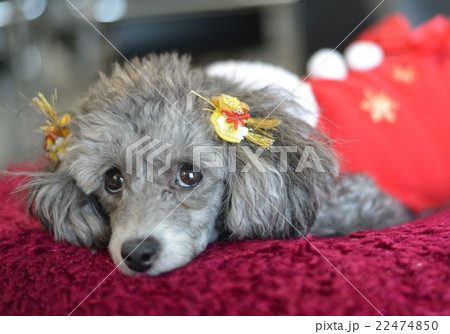 クリスマスの着ぐるみ トイプードル グレーの犬 かわいい飾り の写真素材