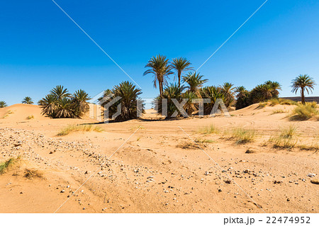 Palms in Sahara desert Palms in Sahara desert 22474952