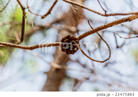 seeds of Khasiya Pine  in Phu Rua National Park 22475863