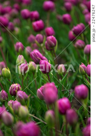 purple tulip fields are growing every year purple tulip fields are growing every year 22476247