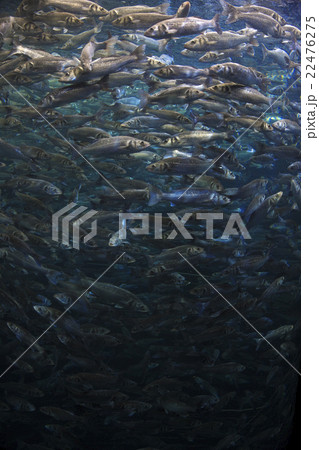 Fish school shoal in blue ocean 22476275
