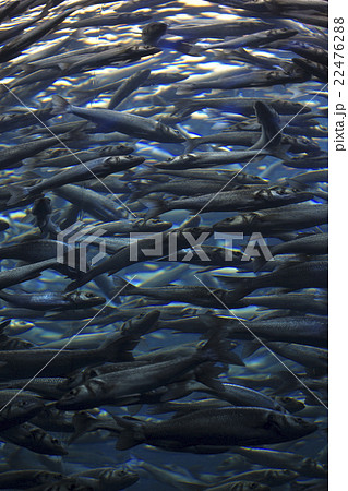 Fish school shoal in blue ocean 22476288