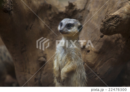 Meerkat standing 22476300