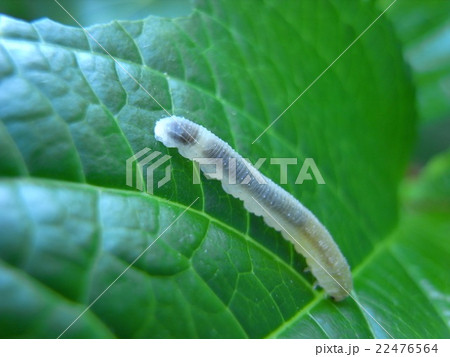 幼虫 紫陽花の花を這っていくの写真素材