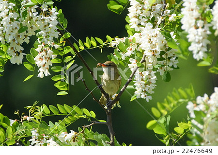 オオヨシキリ 22476649