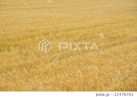 近江八幡の二条大麦 近江八幡の二条大麦 22476701