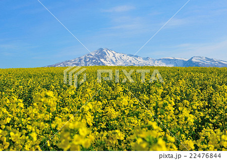菜の花(鳥海高原~桃野) 菜の花(鳥海高原~桃野) 22476844