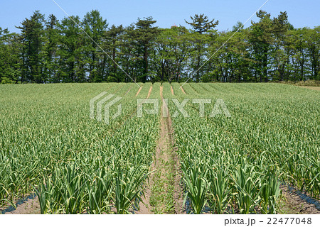 にんにく畑 5月 22477048