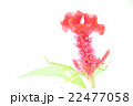 花 22477058