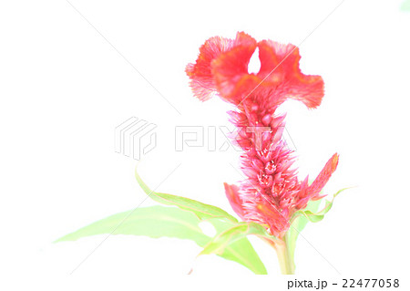 花 花 22477058
