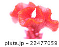 花 22477059