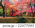 紅葉 22477093