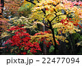 紅葉 22477094