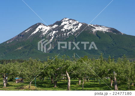 5月のリンゴ畑と岩木山 22477180