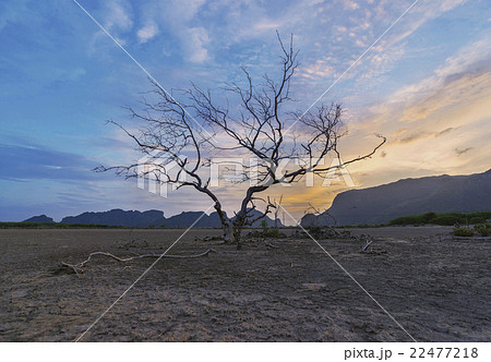 Dead trees and  beautiful sunset,Thailand 22477218