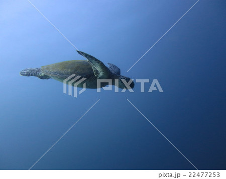 ウミガメ ウミガメ 22477253