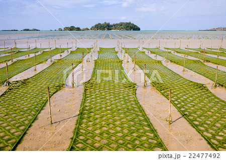 アーサ養殖場 22477492