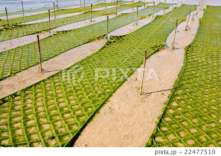 アーサ養殖場 22477510