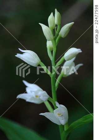 自然　植物　ギンラン、咲いている姿を見つけてホッとする花の一つです 22477598
