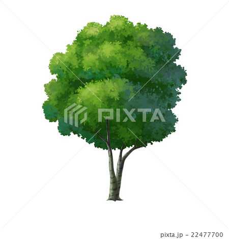 Tree 22477700