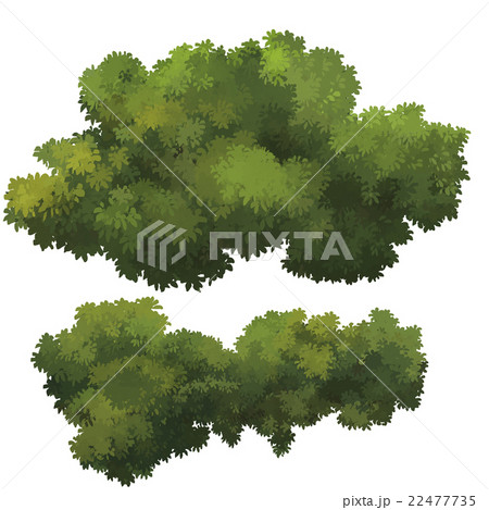 illustration of Bush illustration of Bush 22477735