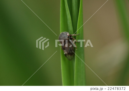 生き物　昆虫　オビマルツノゼミ、大きさ四、五ミリほど。ツノゼミにしては控えめな姿です 22478372