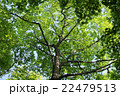 新緑02 22479513