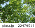 新緑03 22479514