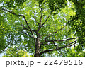 新緑05 22479516