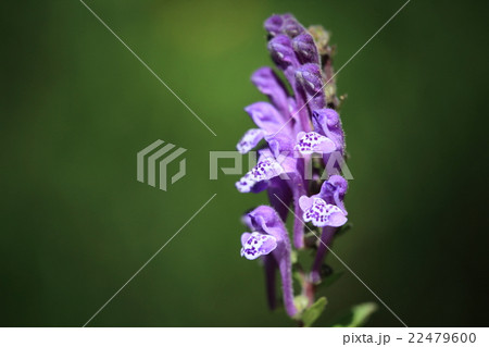 自然 植物 タツナミソウ、長い筒の先がぷっくり膨らんだ花。ホトケノザの花に少し似て見えます 自然 植物 タツナミソウ、長い筒の先がぷっくり膨らんだ花。ホトケノザの花に少し似て見えます 22479600
