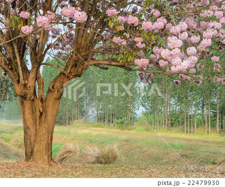 Tabebuia or Pink trumpet blossom tree Tabebuia or Pink trumpet blossom tree 22479930