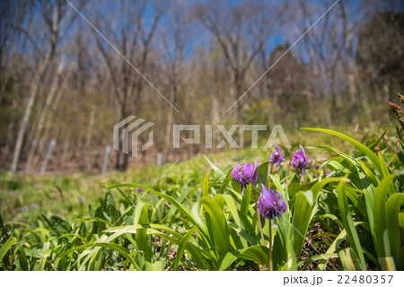 早春の里山にカタクリの花 早春の里山にカタクリの花 22480357