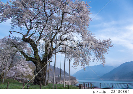 朝の荘川桜と御母衣湖 朝の荘川桜と御母衣湖 22480364