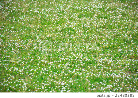 芝生の花の写真素材