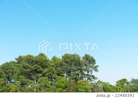 マツと青空 22480391