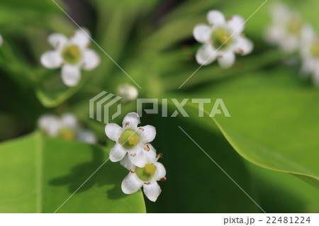 自然 植物 ソヨゴ、風に吹かれた葉がソヨソヨと良い音色を奏でるので『ソヨゴ』だそうです 自然 植物 ソヨゴ、風に吹かれた葉がソヨソヨと良い音色を奏でるので『ソヨゴ』だそうです 22481224