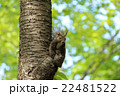 エゾリス02 22481522