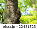 カメラ目線のエゾリス 22481523