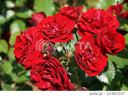 薔薇　濃い紅色　02 22481547