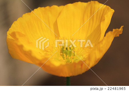 ホピー ホピー 22481965